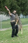 SW K-9 POLICE DEMO AT 2nd ANNUAL K-9 COSTUME PARTY PICS BY CINDY STRAUB