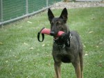 SW K-9 POLICE DEMO AT 2nd ANNUAL K-9 COSTUME PARTY PICS BY CINDY STRAUB