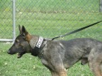 SW K-9 POLICE DEMO AT 2nd ANNUAL K-9 COSTUME PARTY PICS BY CINDY STRAUB