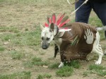 2nd ANNUAL K-9 COSTUME PARTY PICS BY CINDY STRAUB