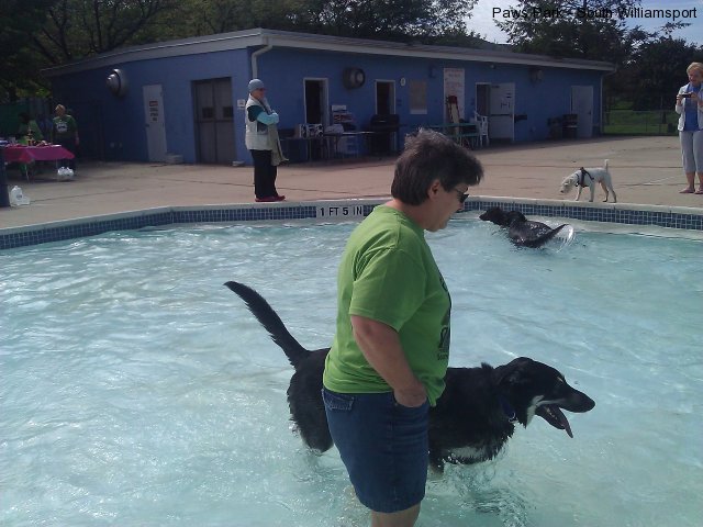 Dogs having fun in the pool!