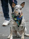 mummers-parade_straub10